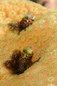 Roughhead Blennies<br>October 2, 2017