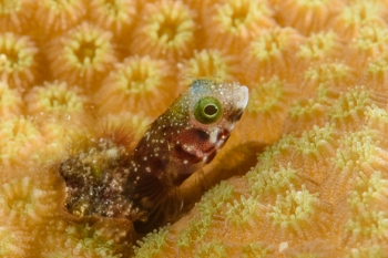 Roughhead Blenny<br>October 2, 2017