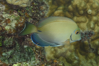 Doctorfish (?)<br>October 2, 2017