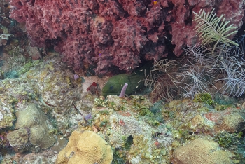 Green Moray Eel under that Giant Barrel Sponge<br>October 2, 2017