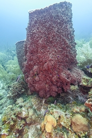 Green Moray Eel under that Giant Barrel Sponge<br>October 2, 2017