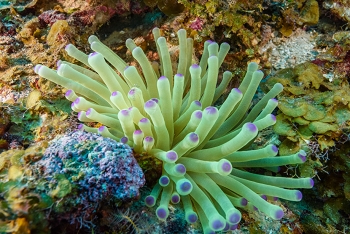 This anemone has a very small shrimp on it.  Can you see it?<br>October 2, 2017