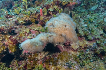 Encrusting Gorgonian<br>October 2, 2017