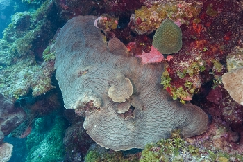 Dimpled Sheet Coral<br>October 2, 2017