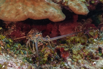 Caribbean Lobster<br>October 2, 2017