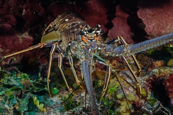 Caribbean Lobster<br>October 2, 2017