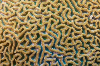 Symmetrical Brain Coral<br>October 2, 2017