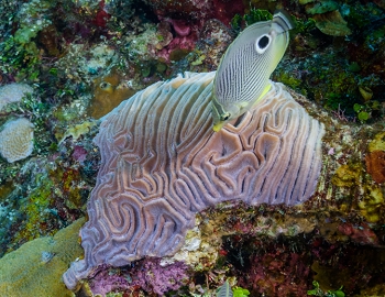 Foureye Butterflyfish on Grooved Brian Coral<br>October 2, 2017
