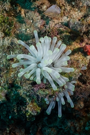 Giant Anemone<br>October 2, 2017