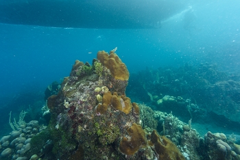 Under the Henry Morgan after a dive<br>October 2, 2017