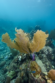 Sea Fan<br>October 2, 2017