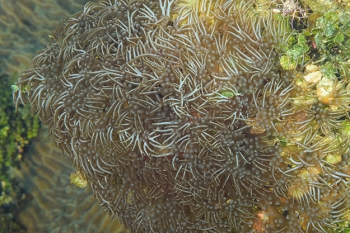 Branching Anemone<br>October 3, 2017