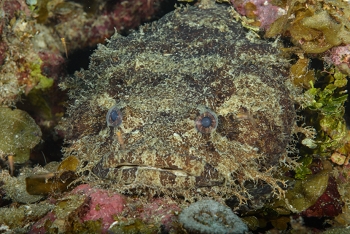 Toadfish<br>October 3, 2017