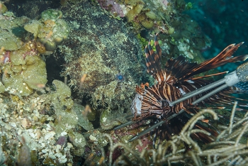 Toadfish eating a Lionfish off a spear<br>October 3, 2017