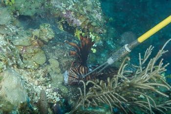 Toadfish eating a Lionfish off a spear<br>October 3, 2017