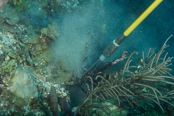 Toadfish eating a Lionfish off a spear<br>October 3, 2017