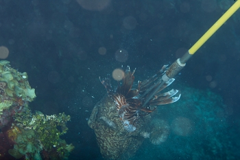 Toadfish eating a Lionfish off a spear<br>October 3, 2017