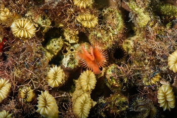 Star Horseshoe Worm on bed of Smooth Flower Coral<br>October 3, 2017