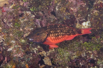 Stoplight Parrotfish<br>October 4, 2017