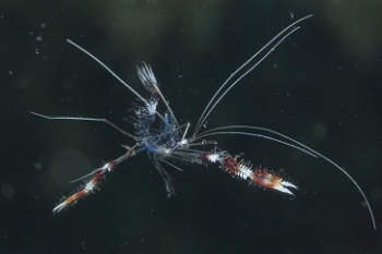 Saw this floating along - either a dead Banded Coral Shrimp or discarded exoskeleton<br>October 4, 2017