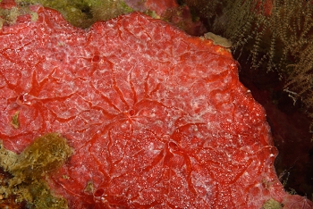 Red Encrusting Sponge<br>October 4, 2017