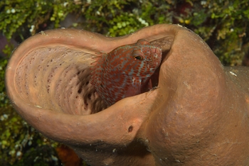 Grouper inside a Netted Barrel Sponge<br>October 4, 2017