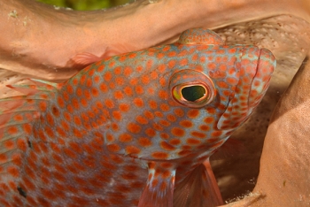 Graysby Grouper inside a Netted Barrel Sponge<br>October 4, 2017