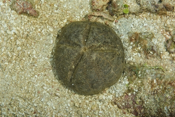 Red Heart Urchin<br>October 4, 2017