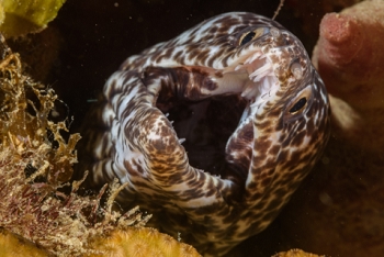 Spotted Eel<br>October 4, 2017