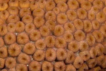 Giant Star Coral detail<br>October 4, 2017