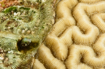 Roughthead Blenny<br>October 4, 2017