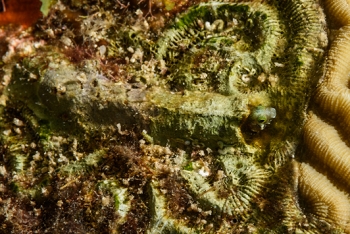 Here is the tube the Roughhead Blenny hides in<br>October 4, 2017