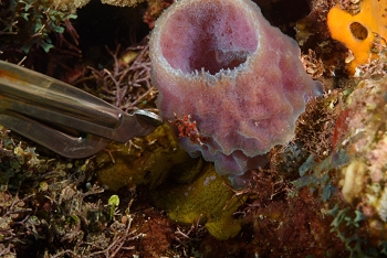 Scissors pointing at a Cryptic Teardrop Crab<br>October 4, 2017