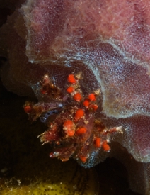 Cryptic Teardrop Crab<br>October 4, 2017