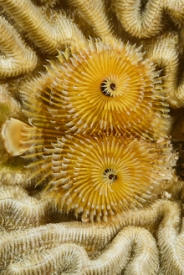 Christmas Tree Worm<br>\October 4, 2017