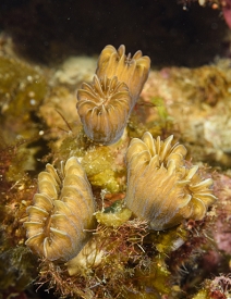 Smooth Flower Coral<br>October 4, 2017