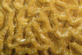 Maze Coral detail<br>October 4, 2017