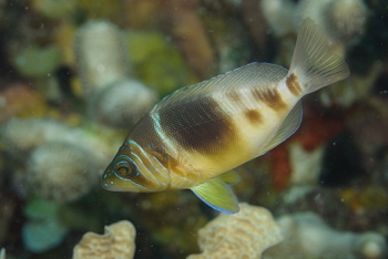 Barred Hamlet<br>October 4, 2017