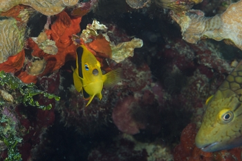 Rock Beauty looks on while Parrotfish photo bombs<br>October 4, 2017