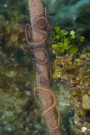 Brittle Sea Stars<br>October 4, 2017