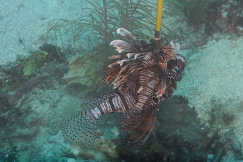 Dead Lionfish<br>October 4, 2017