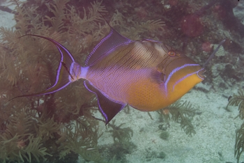 Queen Triggerfish<br>October 4, 2017