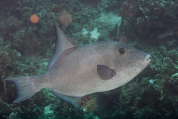 Ocean Triggerfish<br>October 4, 2017