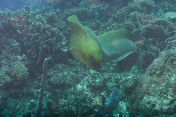 Free swimming Green Moray Eel coming toward me<br>October 4, 2017