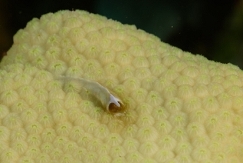 Christmas Tree Worm tube<br>October 4, 2017