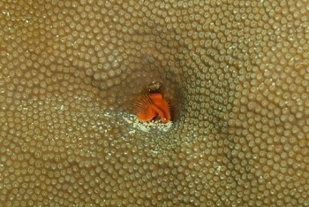 Star Horseshoe Worm on bed of Giant Lobed coral<br>October 4, 2017