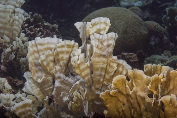 Bleached Thin Leaf Lettuce Coral<br>October 4, 2017