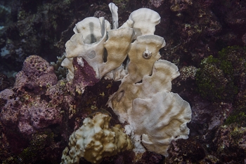 Bleached Thin Leaf Lettuce Coral<br>October 4, 2017