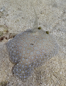 Peacock Flounder<br>October 4, 2017