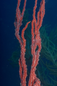 Erect Rope Sponge<br>October 5, 2017